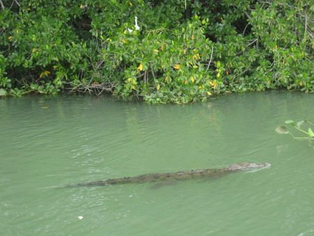 A large crocodile glides through the dark waters of the Black River in Jamaica, showcasing its powerful form and sharp features, while surrounded by lush greenery along the riverbanks.