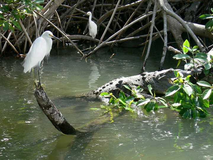 A vibrant bird perched on a branch overlooking the serene Black River, surrounded by lush greenery and reflecting waters, highlighting the rich biodiversity of Jamaica's natural landscape.