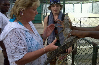 Tour guide handing a small crocodile to a tourist during a Black River Safari tour