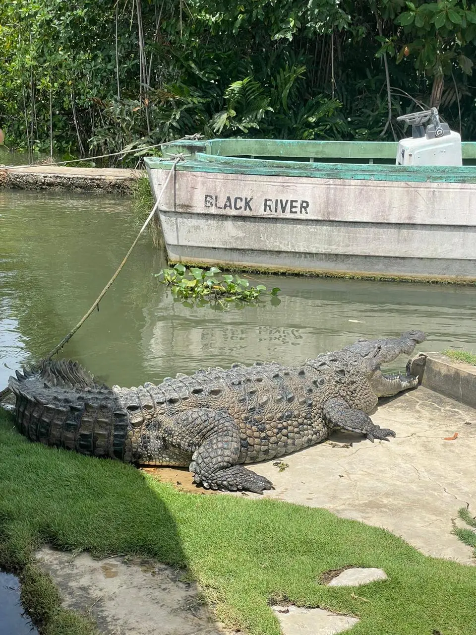 A majestic crocodile basking on the riverbank at Black River Safari, with a colorful boat gliding by in the background, showcasing the vibrant wildlife and scenic beauty of the river ecosystem.